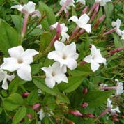 Jasminum officinalis